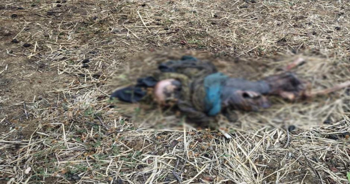 धमतरी में खेत से मिला महिला का सड़ा-गला शव, इलाके में सनसनी, पुलिस जांच में जुटी