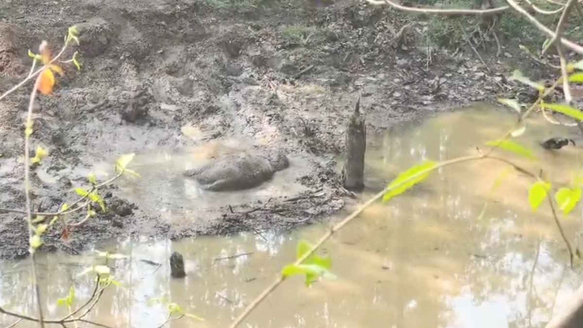 दलदल में फंसा नन्हा हाथी, रायगढ़ के जंगल में दर्दनाक मौत ने खड़े किए बड़े सवाल