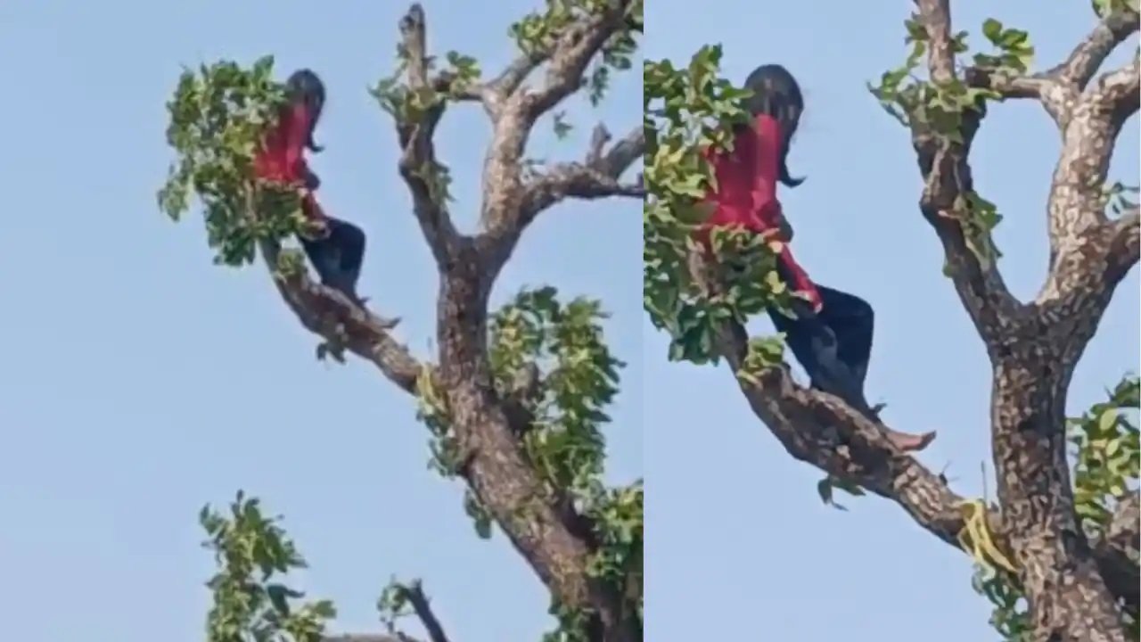 CG News: मोबाइल की जिद में पेड़ पर चढ़ी मासूम, पुलिस की सूझबूझ से सुरक्षित उतरी बच्ची