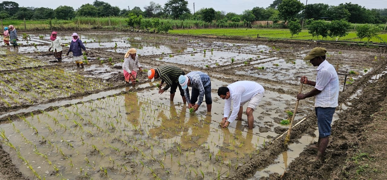 सूखा और बंजर जमीन से लड़ाई में कारगर मॉडल बनी मनोहर गौशाला, जल संरक्षण से बदल रही खेती