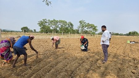 किसानों ने अपनाया लाभकारी फसलों का विकल्प