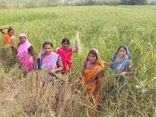 सेवा संकल्प अभियान : औषधीय खस की खेती से आत्मनिर्भरता की ओर बढ़ते कदम